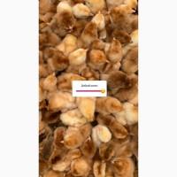 Продам добові курчата