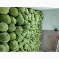 Продам Капусту Сорт Сторідор