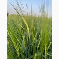 Насіння ячменю Акордіне, перша репродукція