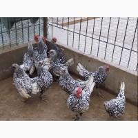 Інкубаційне яйце (курчата). Сібрайт: золото, срібло, лимон