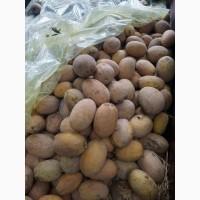 Продам дыню, сорт Мазин