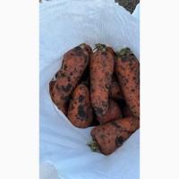 Продаємо крупну моркву Абако