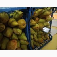 Груша киргизка и ноябрская
