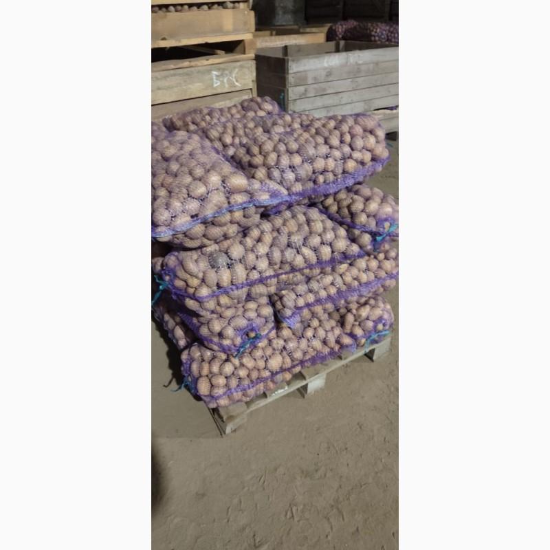 Продам семенной картофель отличного качества Коломбо, Гранада, Лили