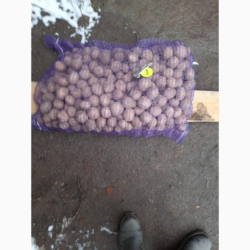 Фото 4. Продам семенной картофель отличного качества Коломбо, Гранада, Лили