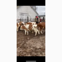 Продам бички на дотримання