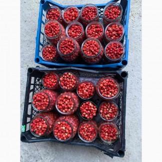 Куплю суницю