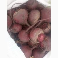 Продам молодую свеклу