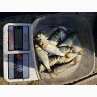 Продам зарибок короп, товстолоб