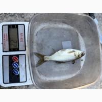 Продам зарибок короп, товстолоб