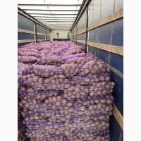 Продам картофель товарный.сорт Коломбо
