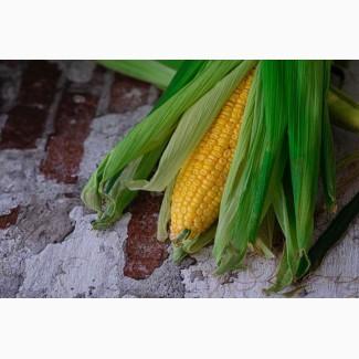Продам кукурудзу, 500 т., Рівненська обл., с.Ступно