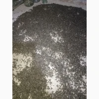 Продам бджолиний підмор з власної пасіки