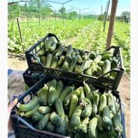 Продам огурец гибридных сортов выращенных в открытом грунте