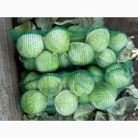 Продам капусту, сорт Анкома