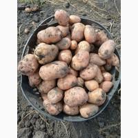 Продам товарну картоплю Бела Роса Балтік Роуз