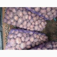 Продам товарну картоплю Бела Роса Балтік Роуз