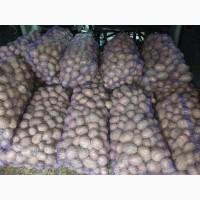 Продам товарну картоплю Бела Роса Балтік Роуз