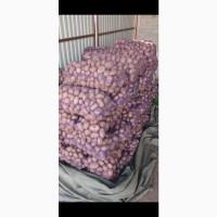 Продам товарну картоплю Бела Роса Балтік Роуз