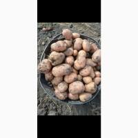 Продам товарну картоплю Бела Роса Балтік Роуз