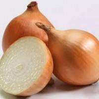 Продам циблю в сітках сорт Манас