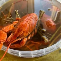 Продам живі раки та під замовлення варемо