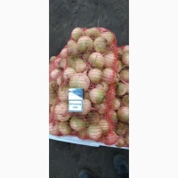 Продам редьку