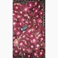 Продам цибулю