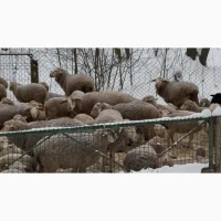 Продаж овець | Романівська порода, австрійський меринос | ЕКО-ферма