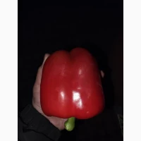 Продам перець від 3т