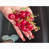 Продам вишню
