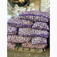 Продам часник від 1 тони