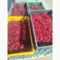 Продам вишню закупляна від населення