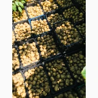 Продам картоплю з поля
