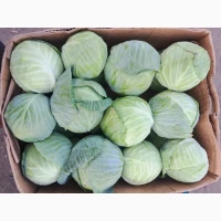 Продам капусту