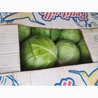 Продам капусту