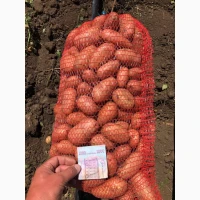Продам качественый розовый картофель