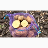 Продаємо картоплю сорт Арізона