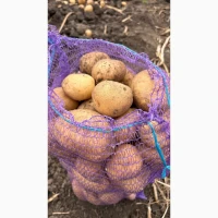 Продаємо картоплю сорт Арізона