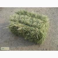 Продам сено луговое