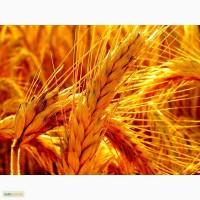 Продам регулятор росту посівів пшениці, ячменю, кукурудзи