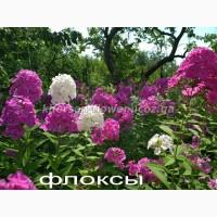 Многолетние декоративные растения