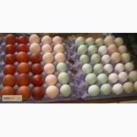 Привезу под заказ инкубационные яйца разных пород кур