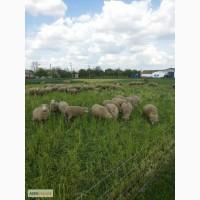 Продам племенных баранов