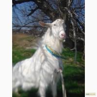 Продам зааненского козла с документами