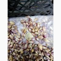 Продам чеснок Любаша однозубка и воздушка