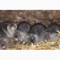 Продаю нутрії