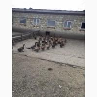 Инкубацыонное Яйца утки