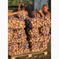 Продам молодой картофель. Сорта Ривьера