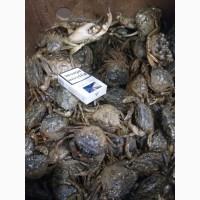 Продам крабы живые оптом